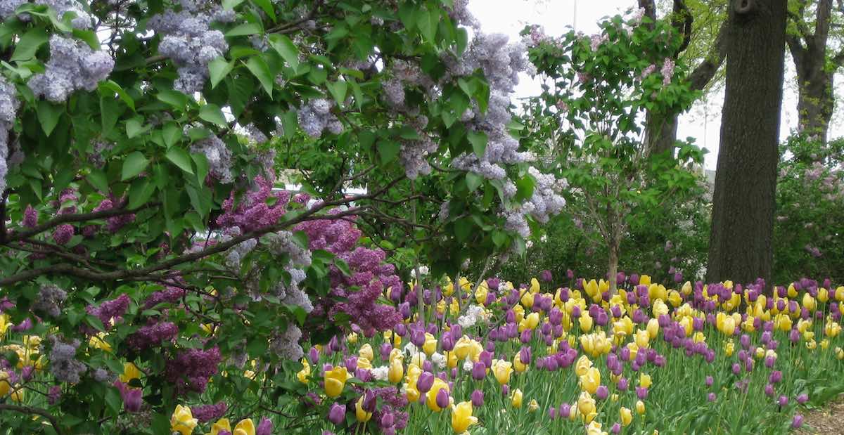 Landscape photograph of purple and yellow tulips